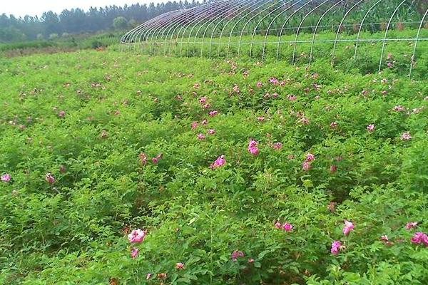 四季小玫瑰的養殖方法