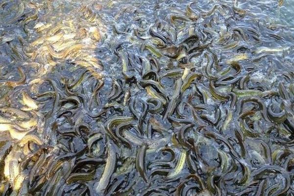 泥鰍苗在哪里買