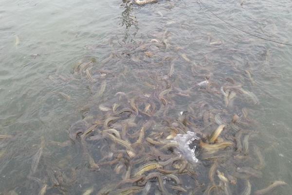 泥鰍苗在哪里買