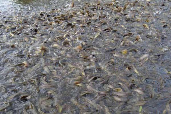 泥鰍苗在哪里買