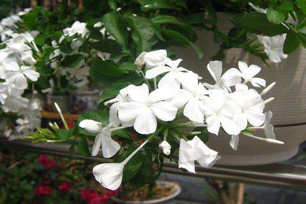 白雪花的養殖方法