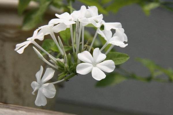 白雪花的養殖方法