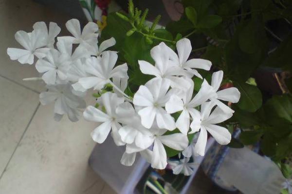 白雪花的養殖方法