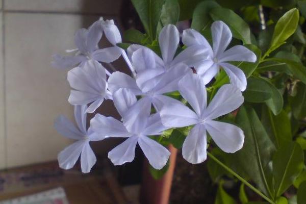 白雪花的養殖方法