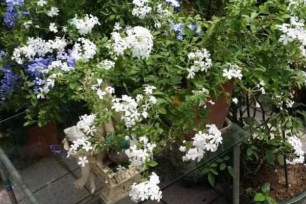 白雪花的養殖方法