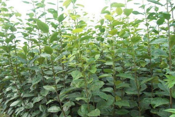 富平哪里有柿子樹苗賣