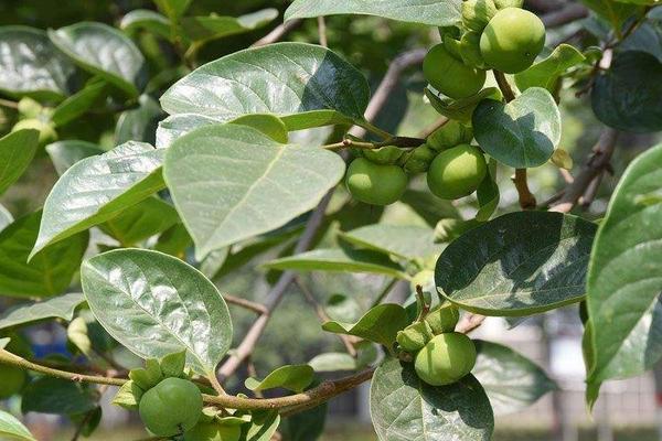富平哪里有柿子樹苗賣