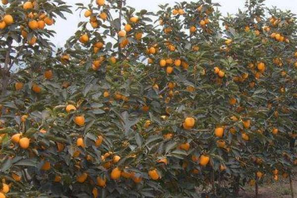 富平哪里有柿子樹苗賣