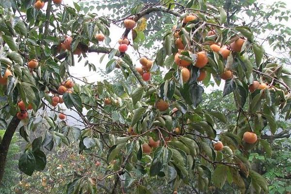 富平哪里有柿子樹苗賣