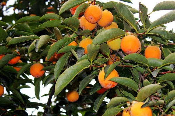 富平哪里有柿子樹苗賣