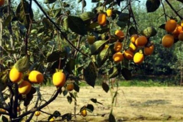 富平哪里有柿子樹苗賣