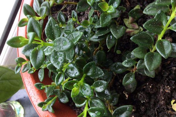 金魚吊蘭用什么肥