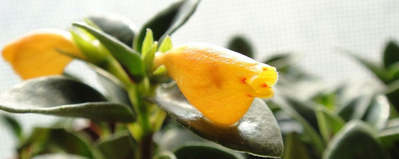 金魚吊蘭怎么施肥？注意事項(xiàng)按照薄肥勤施的原則