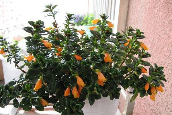 金魚吊蘭用什么肥