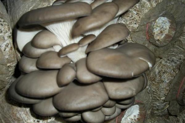 袋裝平菇種植技術