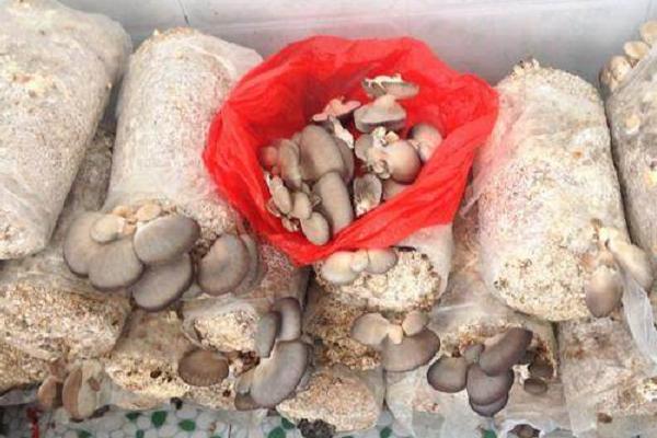 袋裝平菇種植技術