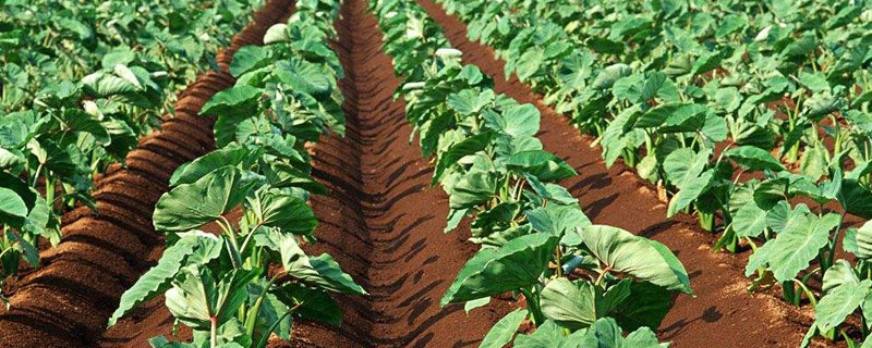 芋頭種植需要多長時間?掌握技術與管理方法