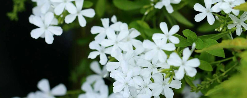 白雪花的養殖方法，各季節澆水頻率有別，施肥促進開花