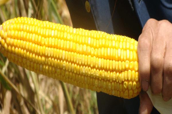 特高產玉米品種