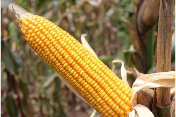 特高產玉米品種