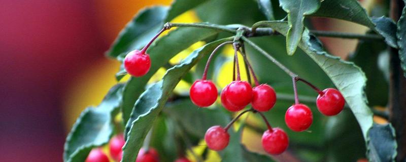 富貴果的養殖方法