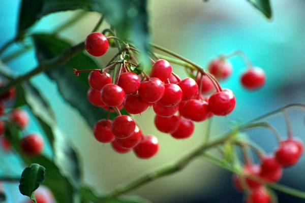 富貴果的養殖方法