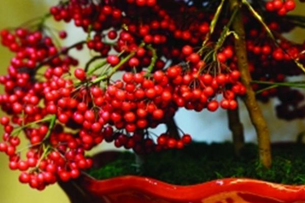 富貴果的養殖方法