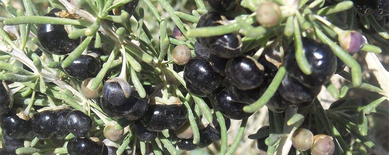 黑枸杞種植環境與條件，要求光照充足