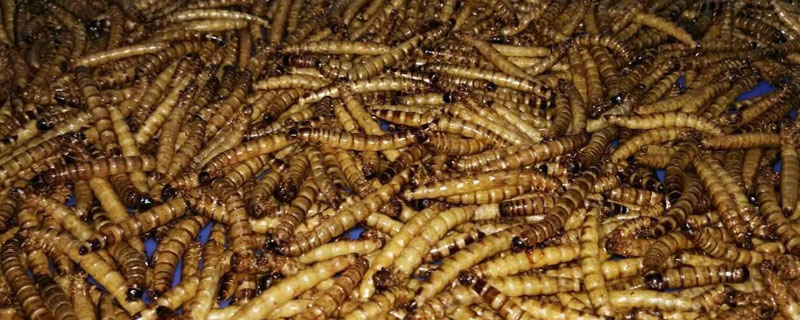 一斤黃粉蟲養殖成本及效益