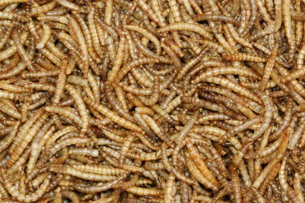 一斤黃粉蟲養(yǎng)殖成本