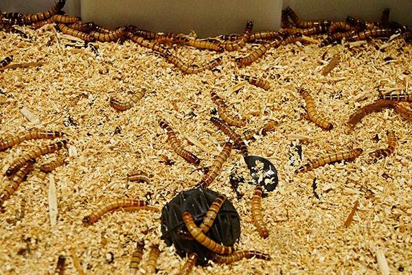 一斤黃粉蟲養(yǎng)殖成本