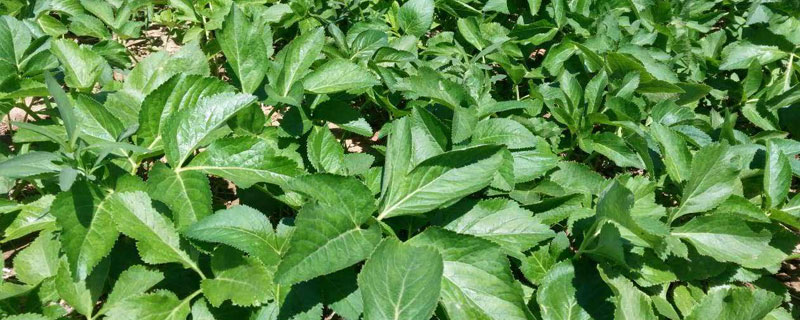 白芷種植一畝地收益多少錢？成本利潤分析