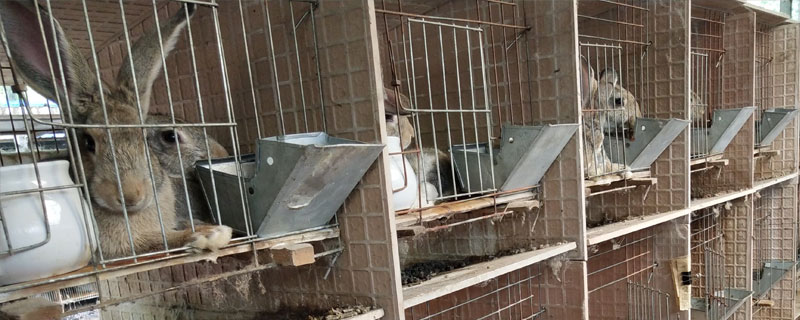 野兔養殖基地在什么地方