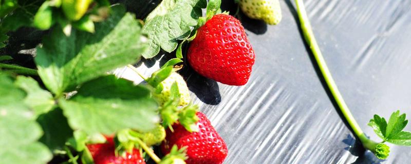 草莓喜歡什么肥料