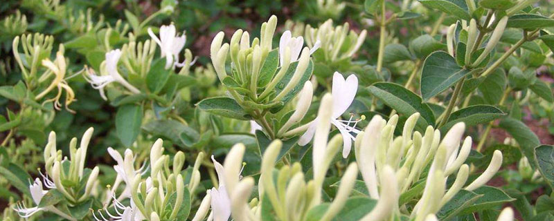 種植金銀花是騙局嗎