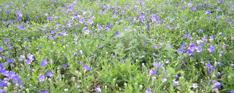 廣東適合種植什么藥材