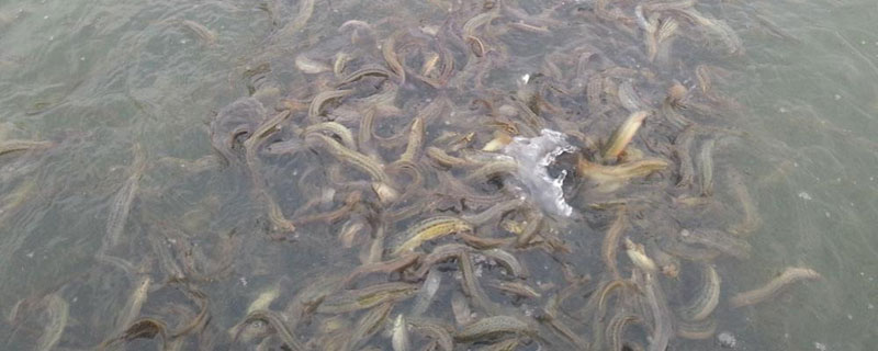 江西哪有泥鰍養殖場?高安市合作社較多