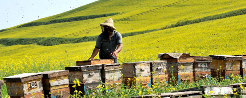 農村養殖扶貧項目工程有哪些