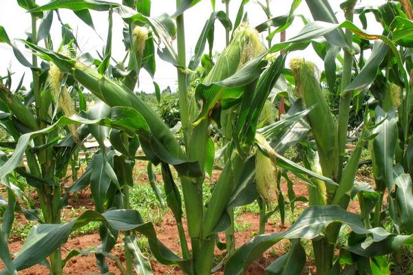 登海685玉米種介紹