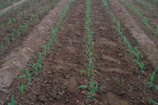 登海685玉米種介紹