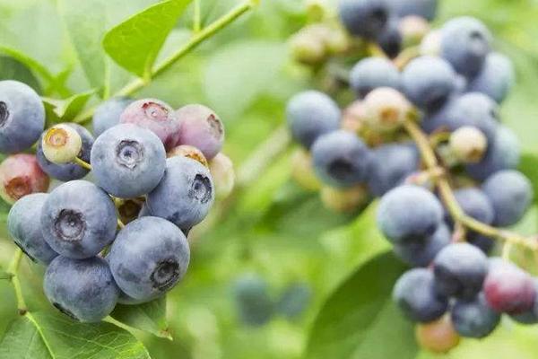 藍(lán)莓施肥時(shí)間和用量