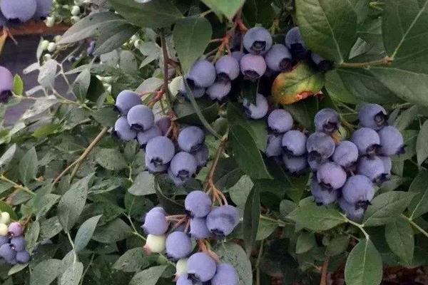 藍(lán)莓施肥時(shí)間和用量