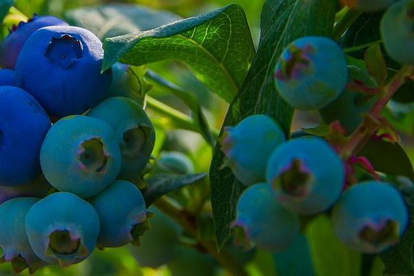 藍(lán)莓施肥時(shí)間和用量