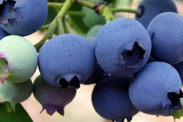 藍(lán)莓施肥時(shí)間和用量