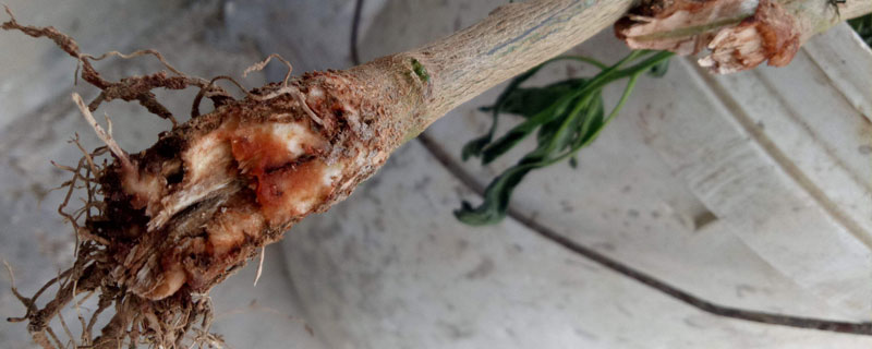 番茄根腐病特效藥，初期及時(shí)防治是關(guān)鍵