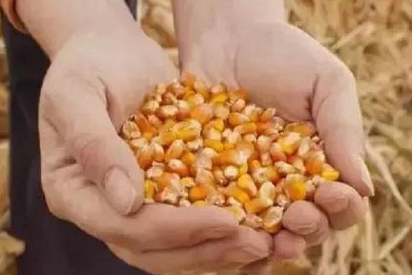 登海685玉米種介紹