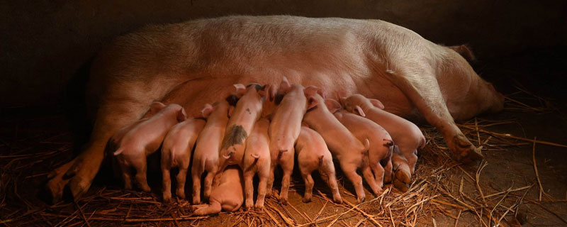 仔豬標準免疫程序表