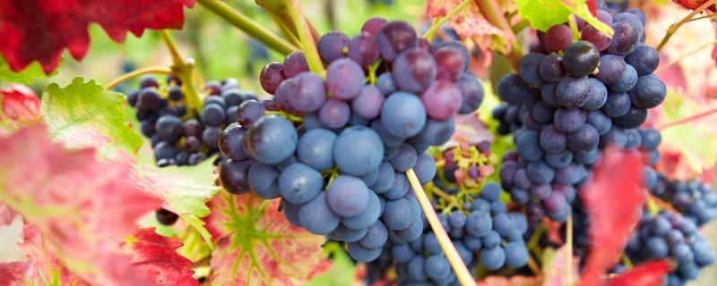葡萄種植季節幾月好