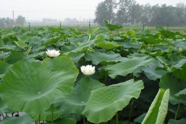 種藕每畝投資多少