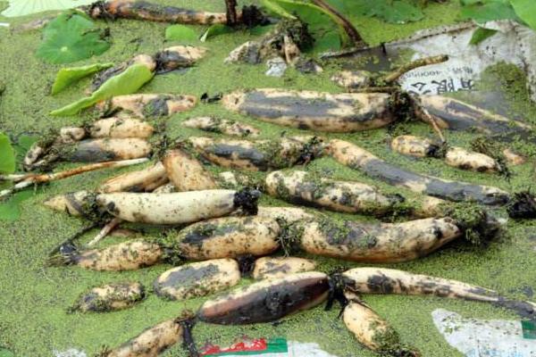 種藕每畝投資多少